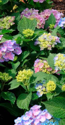 Hortensia plante