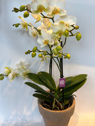 Hvid orkidee i skjuler
