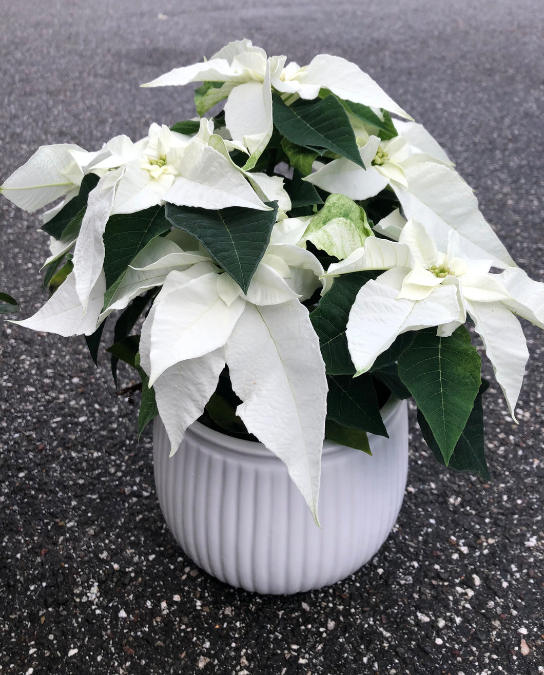 Julestjerne i skjuler