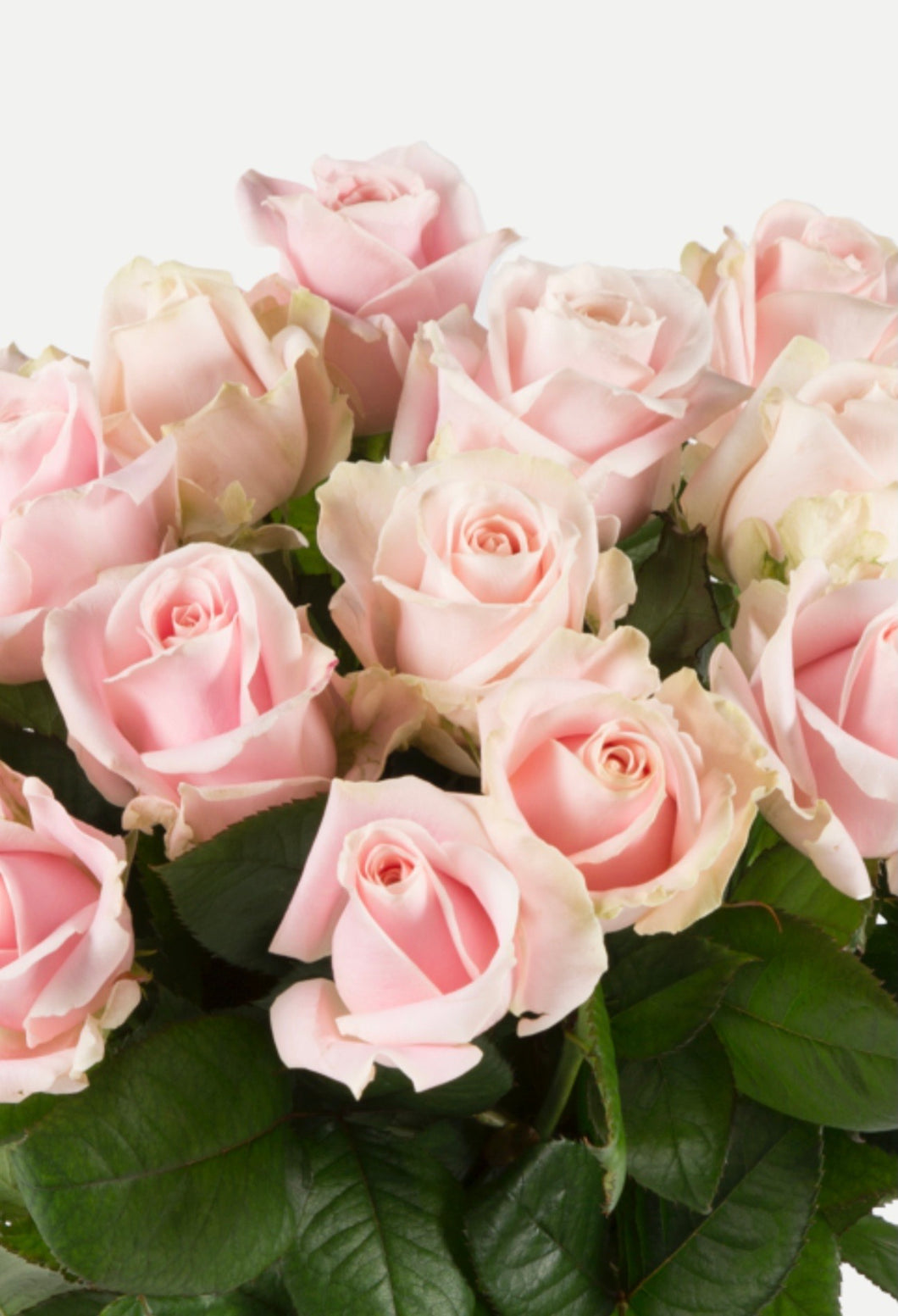 Romantiske roser, fra